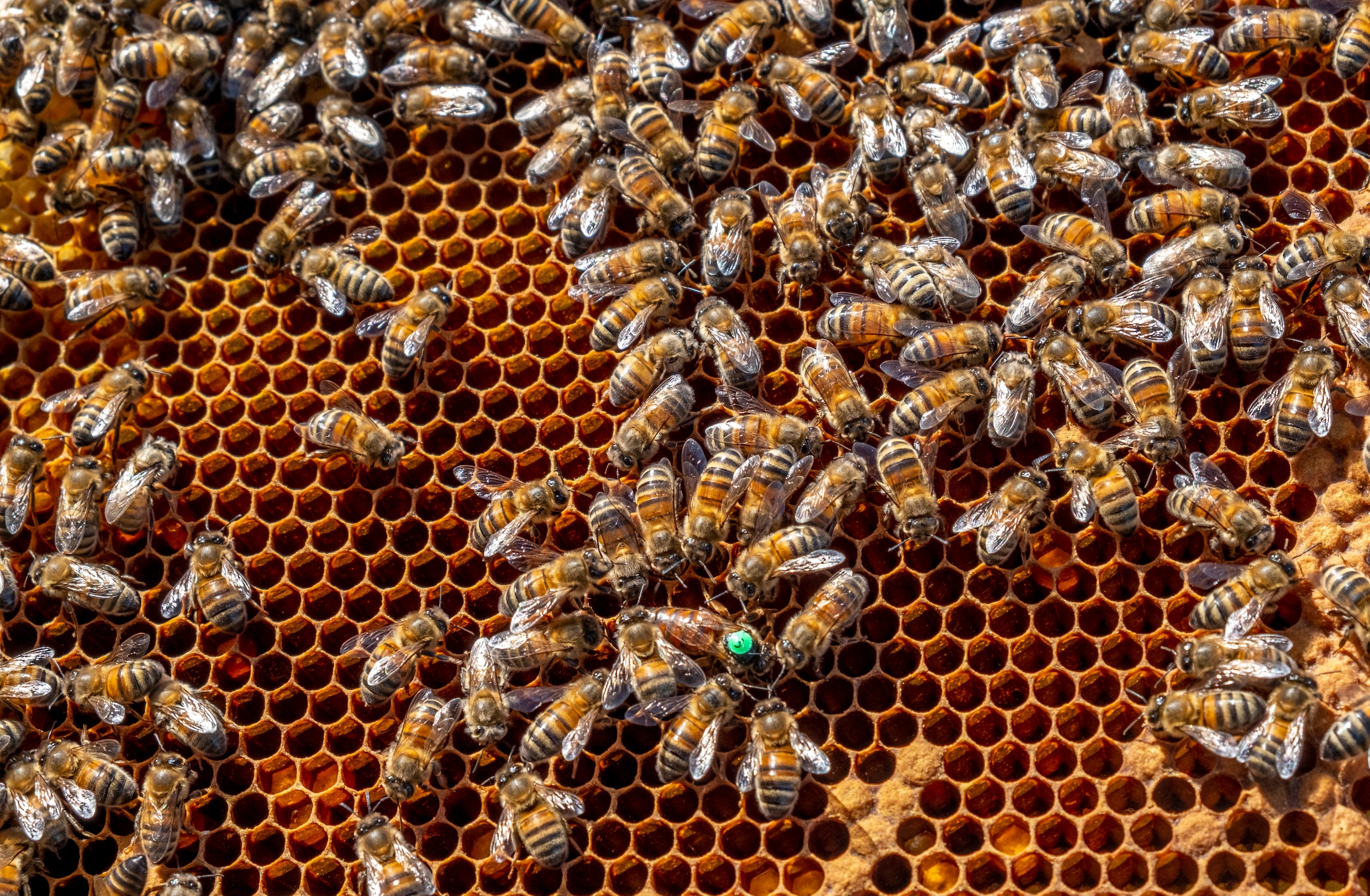 Vrees voor verdrukking wilde bijen door toename honingbijen | de Volkskrant