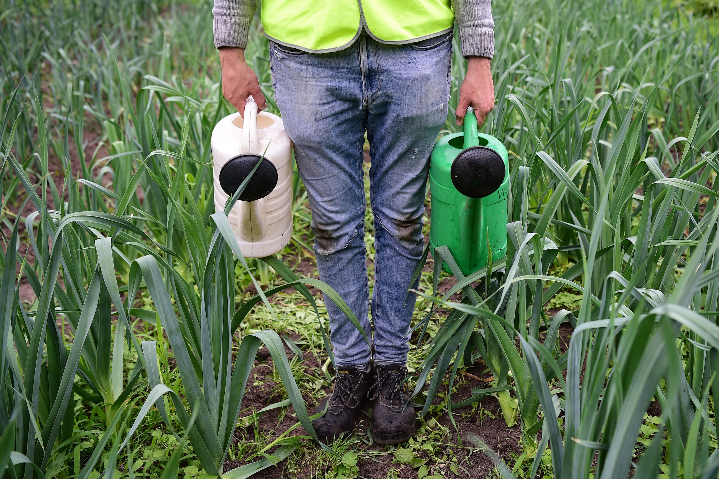 Een veroordeelde sproeit plantjes in de voedseltuin.