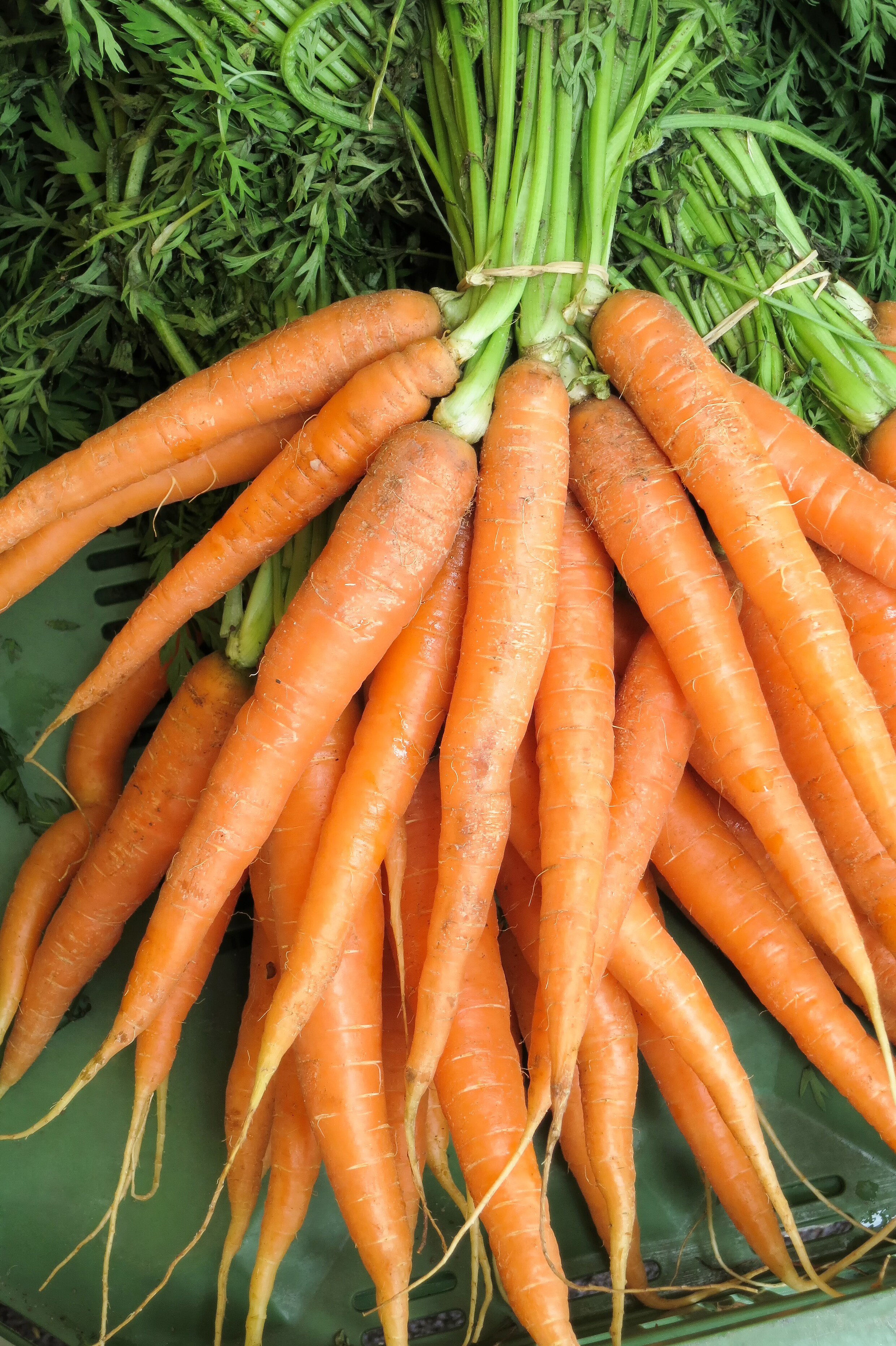 Groente: wortels