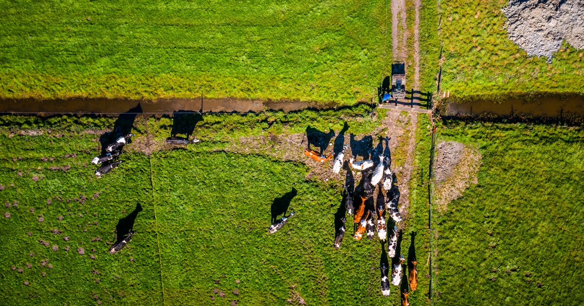 ‘Schuldbekentenis’ Rabobank over stikstof is allesbehalve dat: ‘Schaalvergroting werd ingezet door d