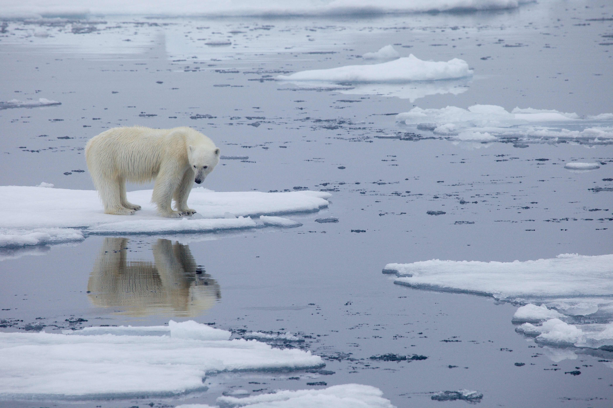 Een ijsbeer op het smeltende ijs in Spitsbergen, Noorwegen, in 2013.