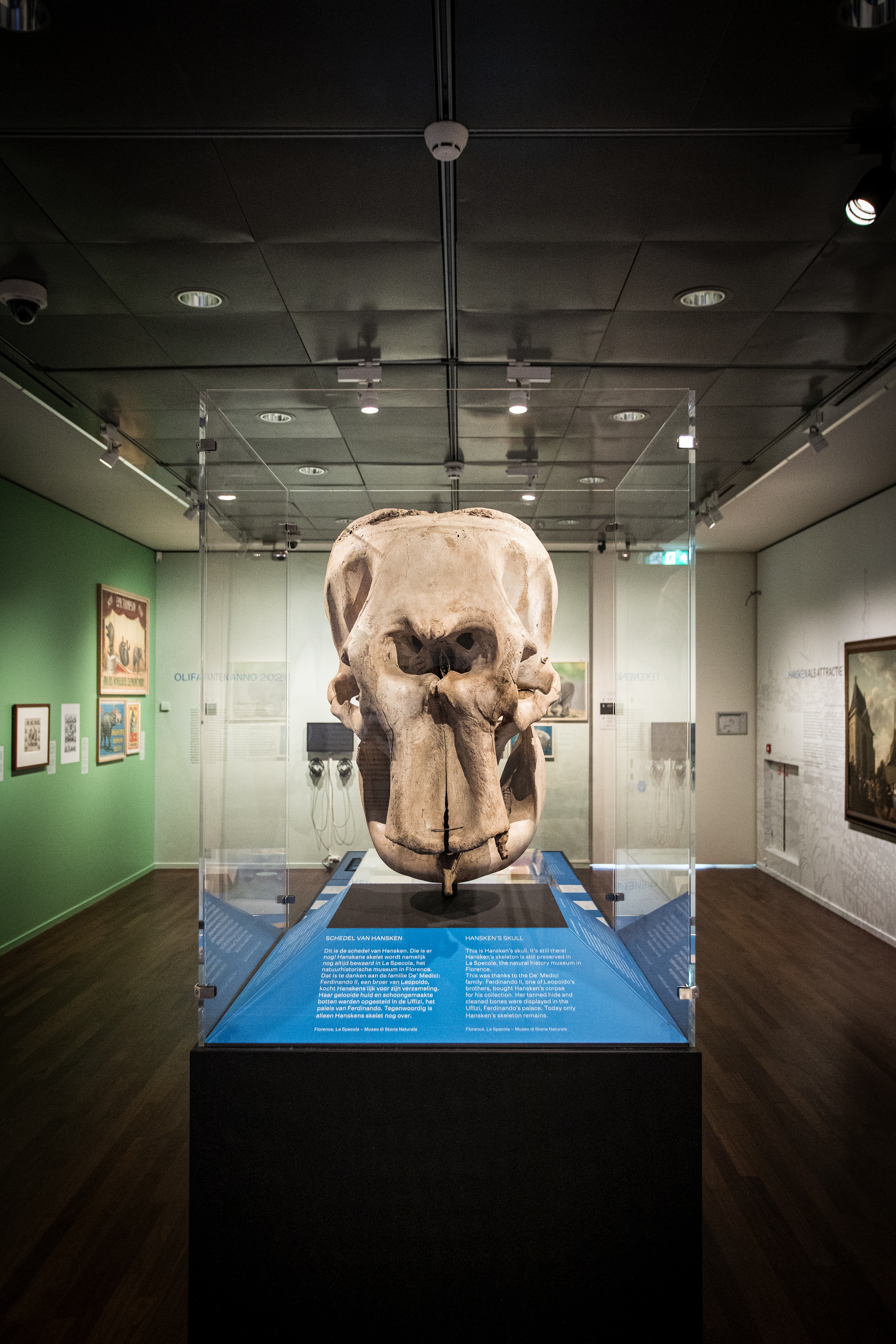 Olifant Hansken werd getekend door Rembrandt en stierf geketend op een ...