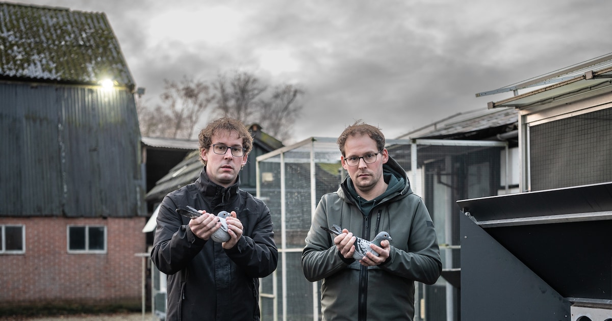 Honderd kostbare postduiven gestolen in Steggerda. ‘Vooral de emotionele knauw is groot’