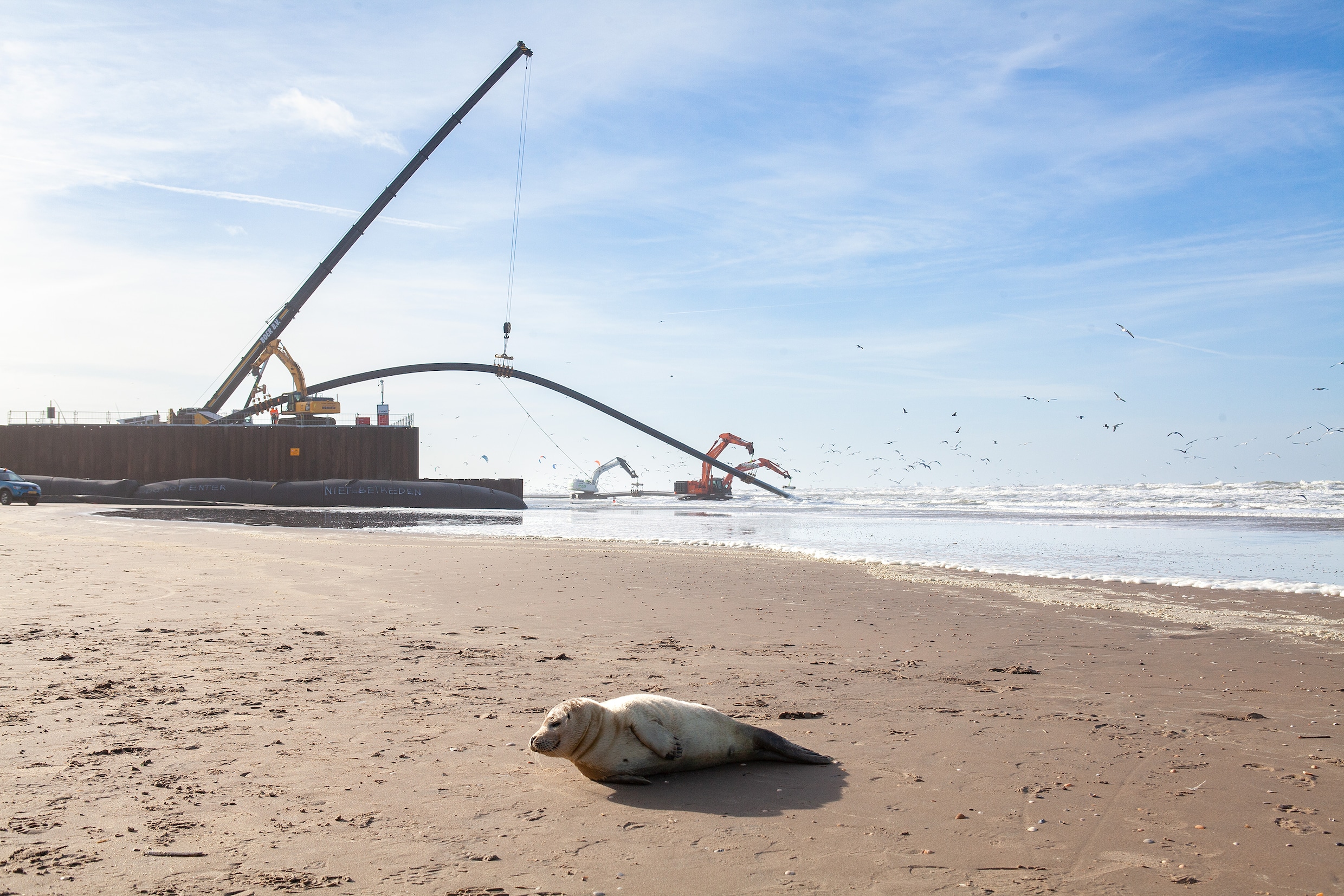Een zonnebadende zeehond bij het strand van Wijk aan Zee.