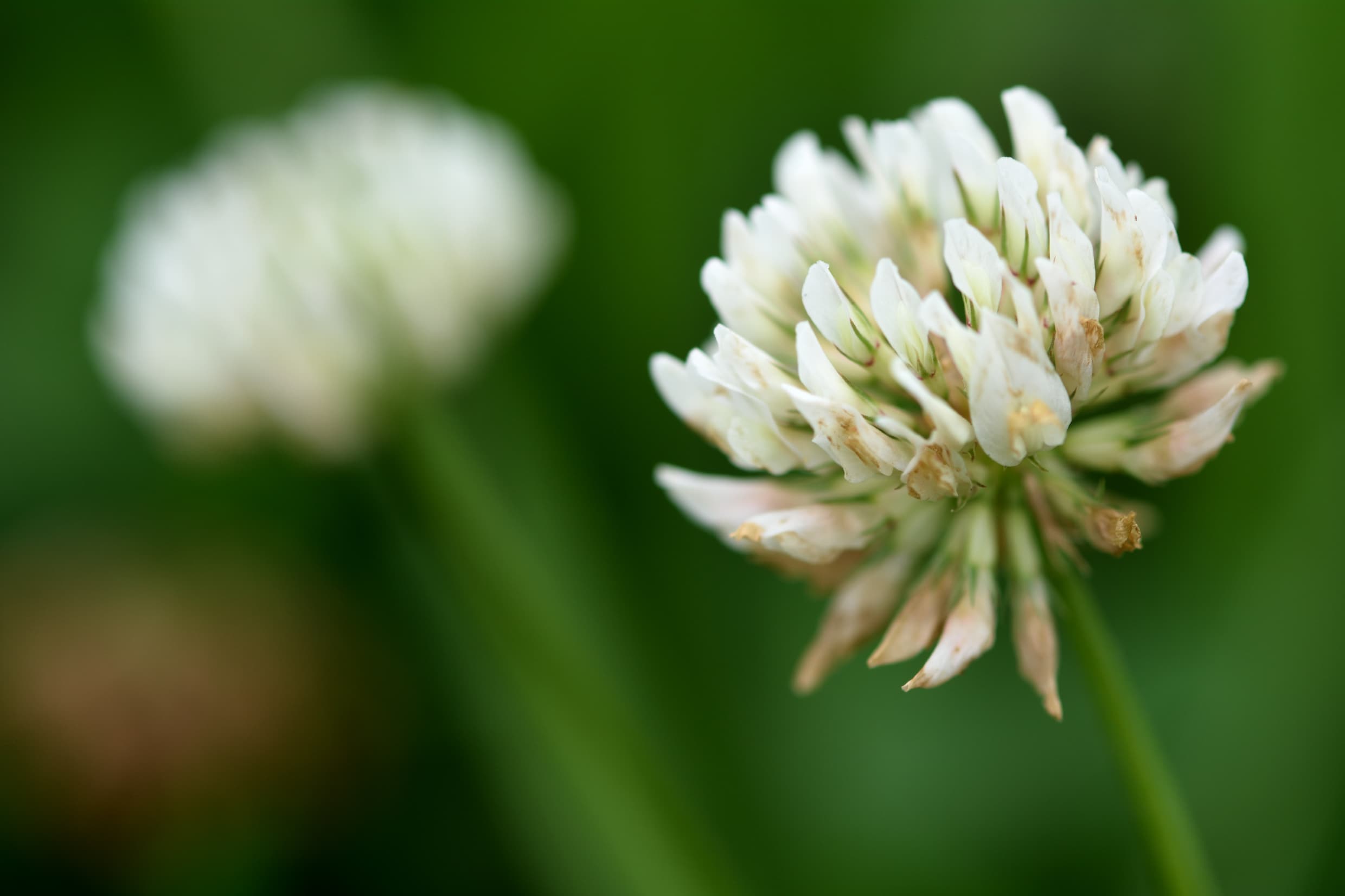 Witte
