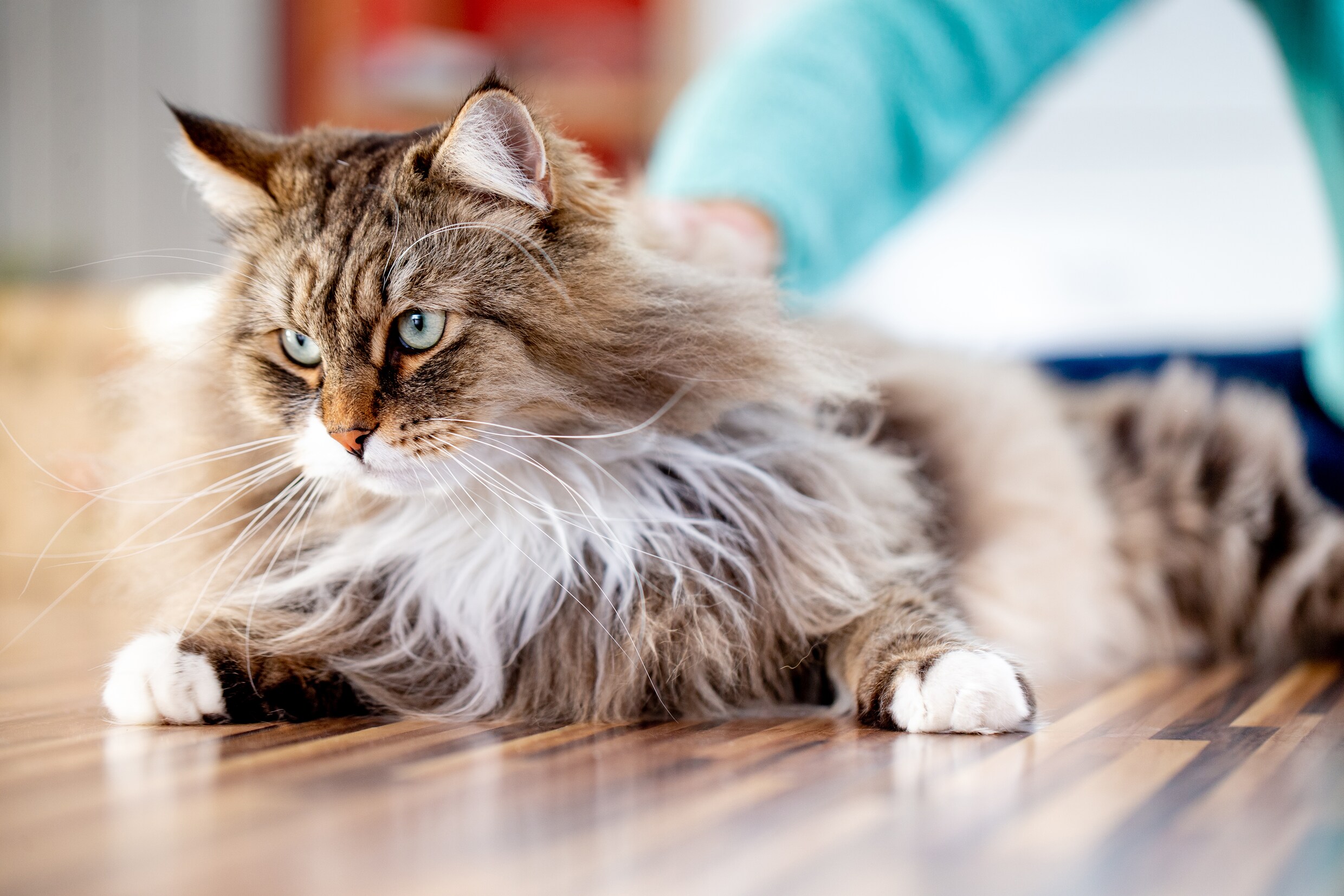 Hatsjoe! Dit biotechbedrijf wil échte hypoallergene katten maken | de ...