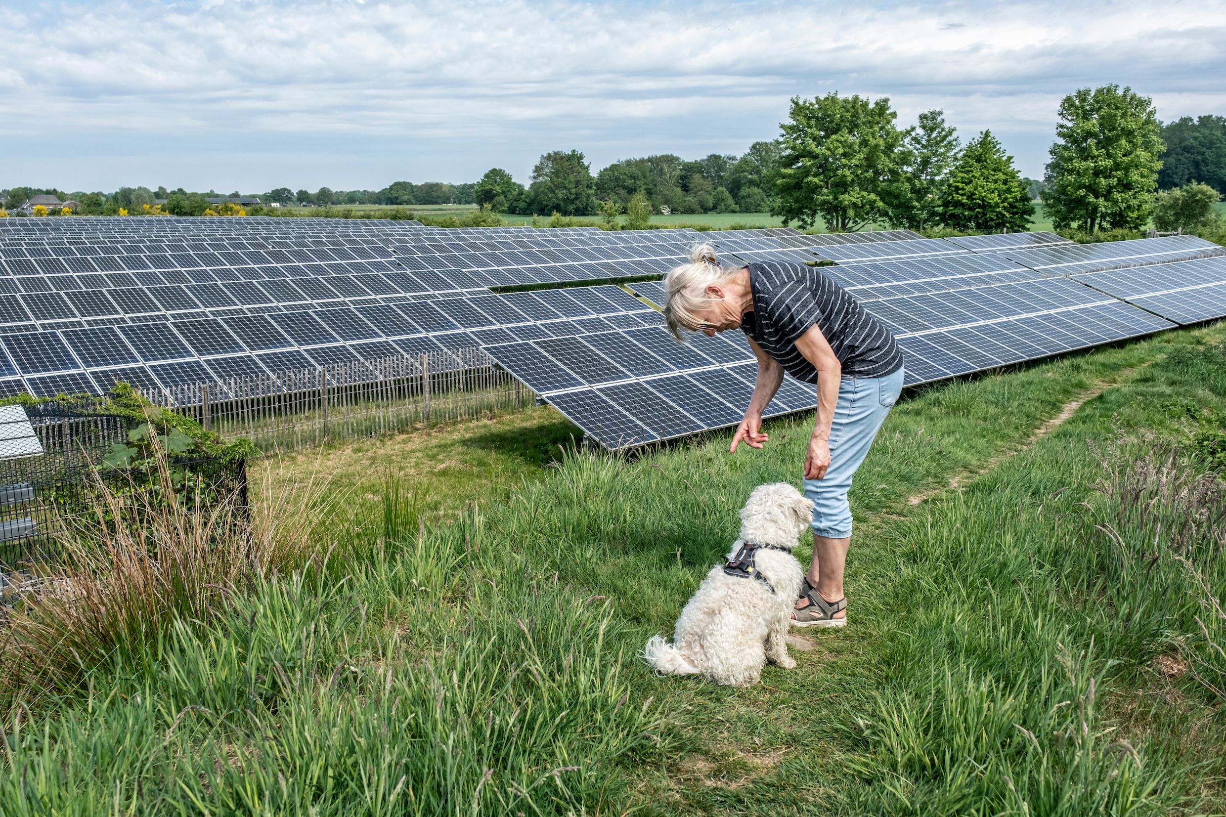 In Solarpark De Kwekerij in Hengelo (Gelderland) is het vrij wandelen tussen de zonnepanelen. Er wordt straks duurzame energie opgewekt voor ruim vijfhonderd huishoudens.