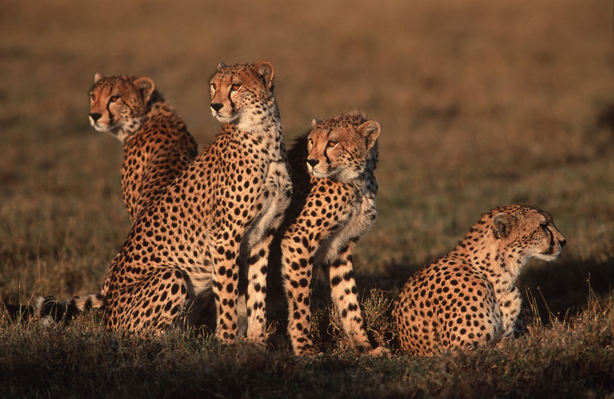 De cheeta keert na zeventig jaar terug naar India, maar niet elke ...