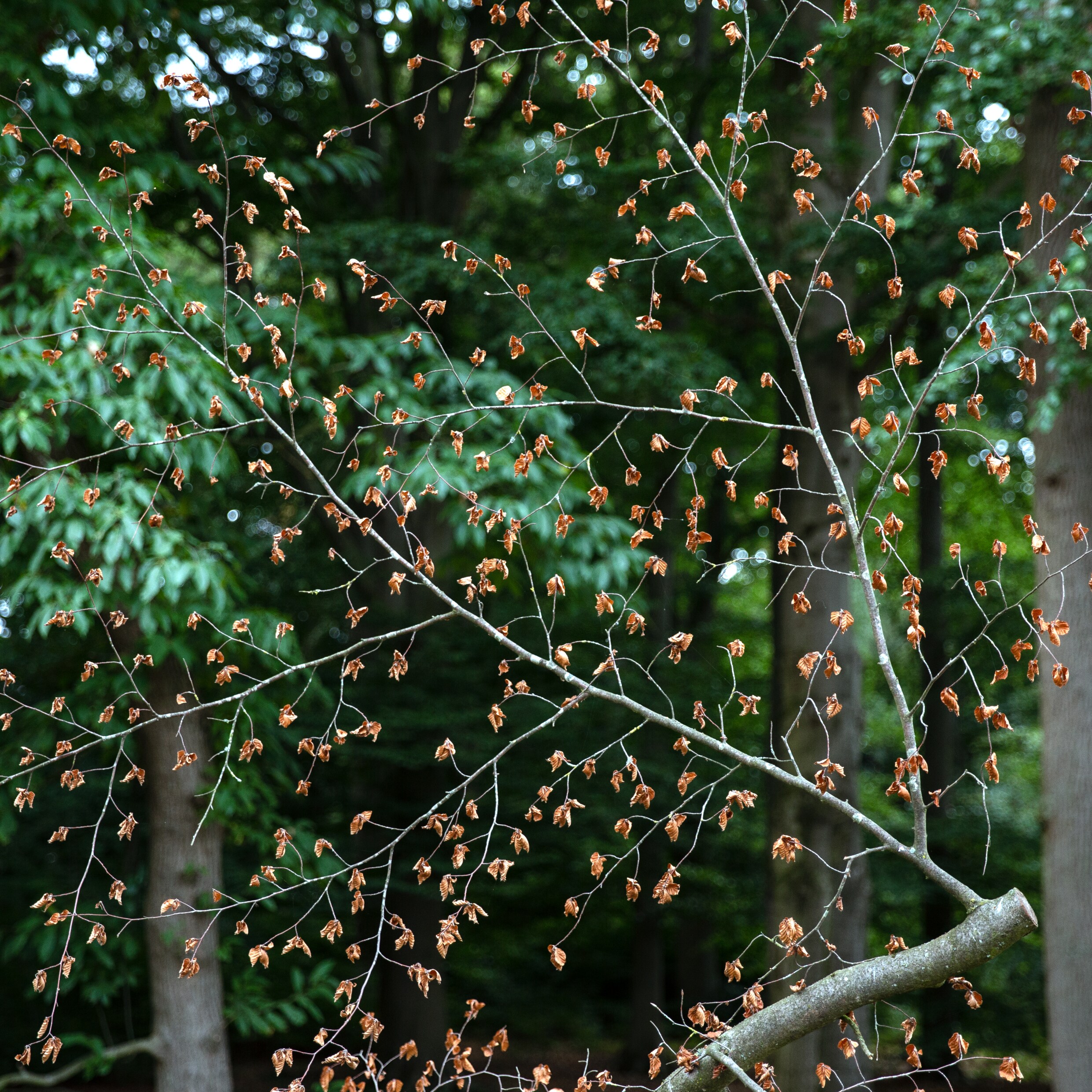 Natuurgebied Renkums Beekdal worstelt met de droogte en een teveel aan stikstof.