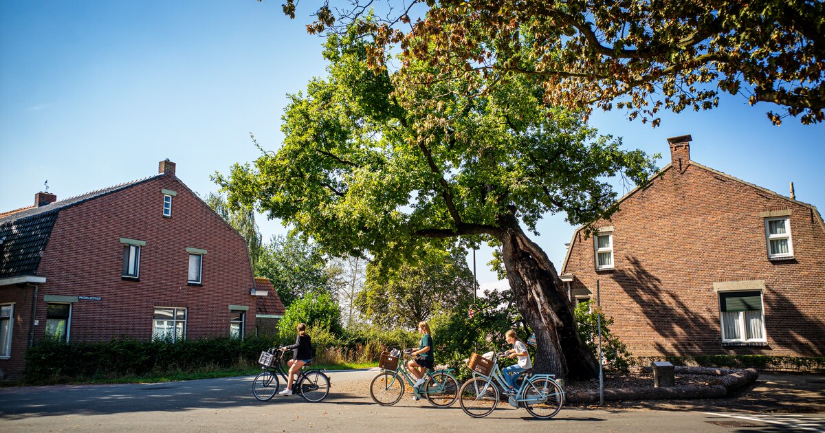 Oudste eik Nederland staat vermoedelijk in het Brabantse Den Hout
