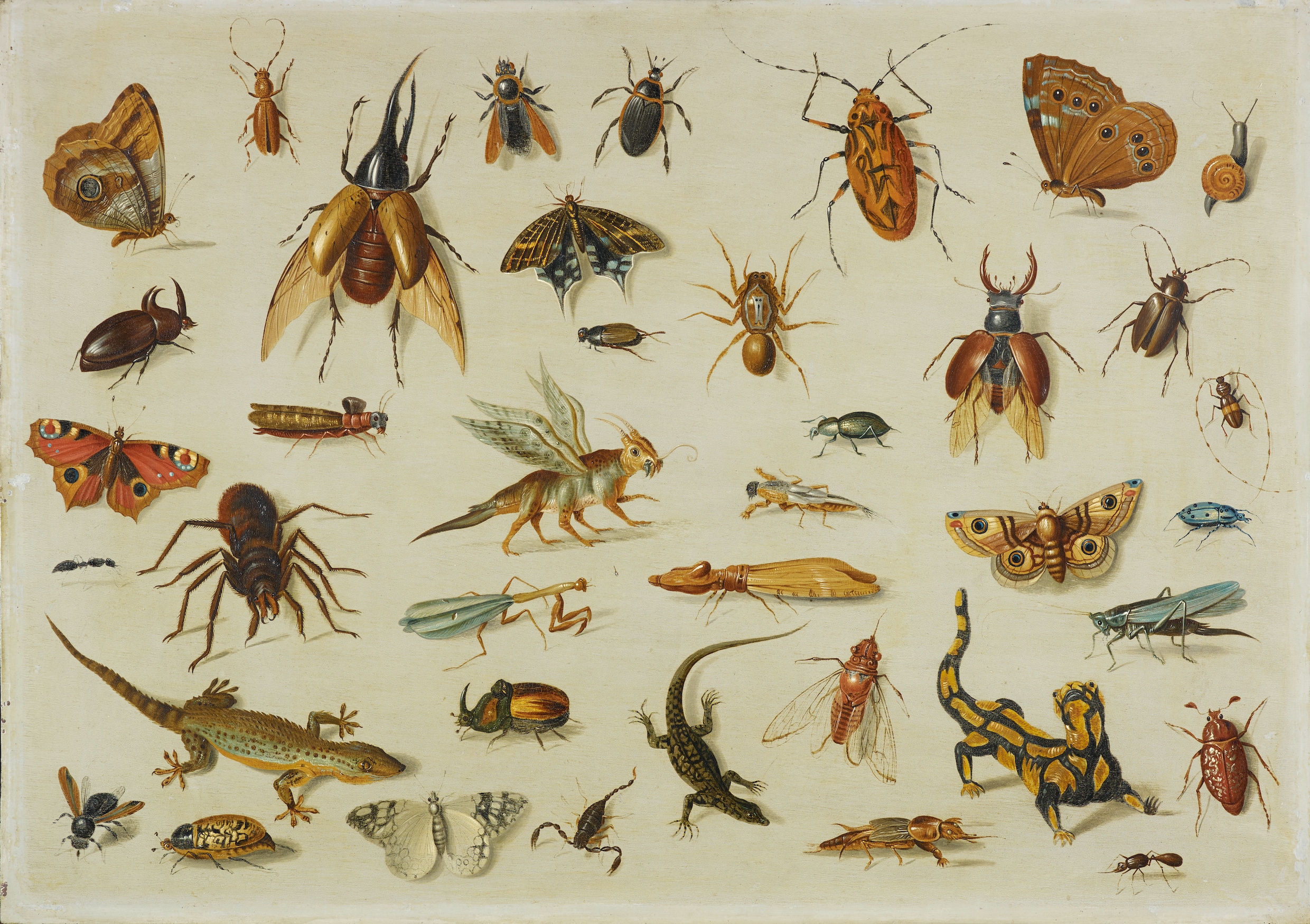 Onderkruipsels in het Rijksmuseum: hoe de insectenwereld vanuit de mest ...