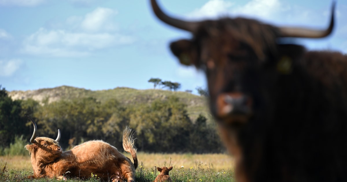 Grote Grazers Hebben Nauwelijks Effect Op Natuurherstel In De Duinen