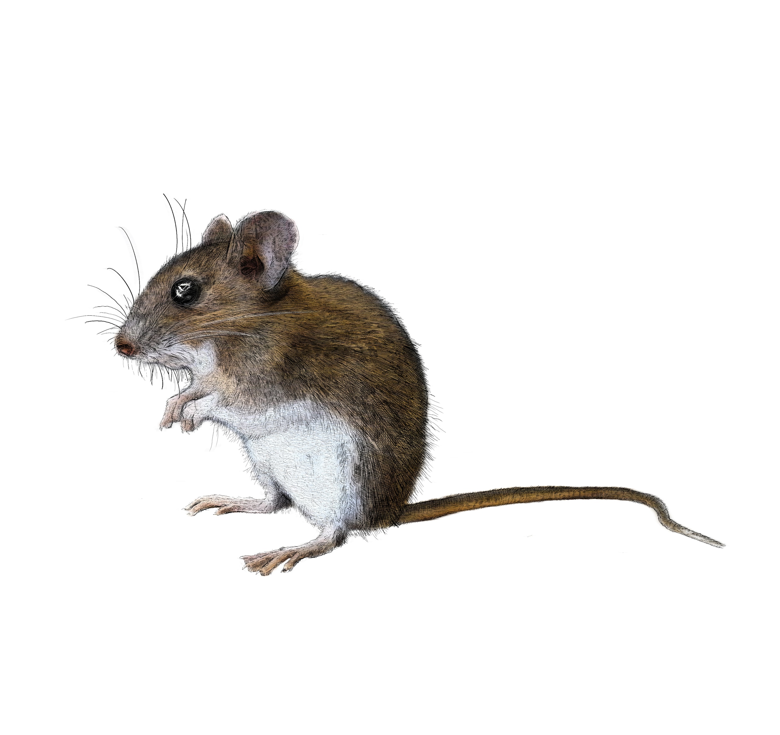 De geruisloze, maar onmiskenbare opmars van de grote bosmuis | de ...