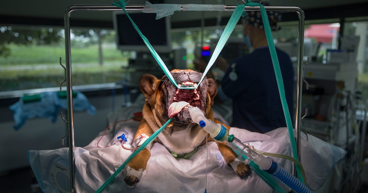 Neem je een kale kat, of toch een harige? ‘Denk na voordat je aan huisdier begint’