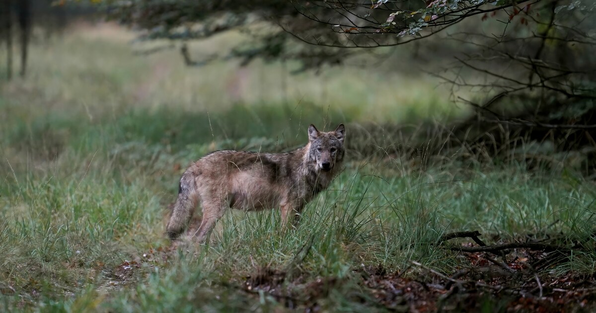 Aangifte tegen Drentse schapenboer en burgemeester na doodschieten wolf