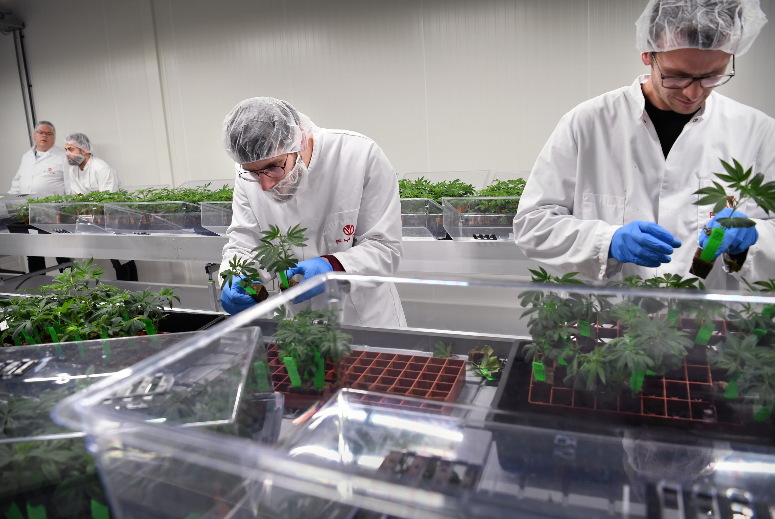 Nederlands eerste legale cannabisfabriek is klaar om te leveren aan coffeeshops: 'De een teelt tomaten, wij cannabis. Daar is helemaal niets engs aan' | de Volkskrant