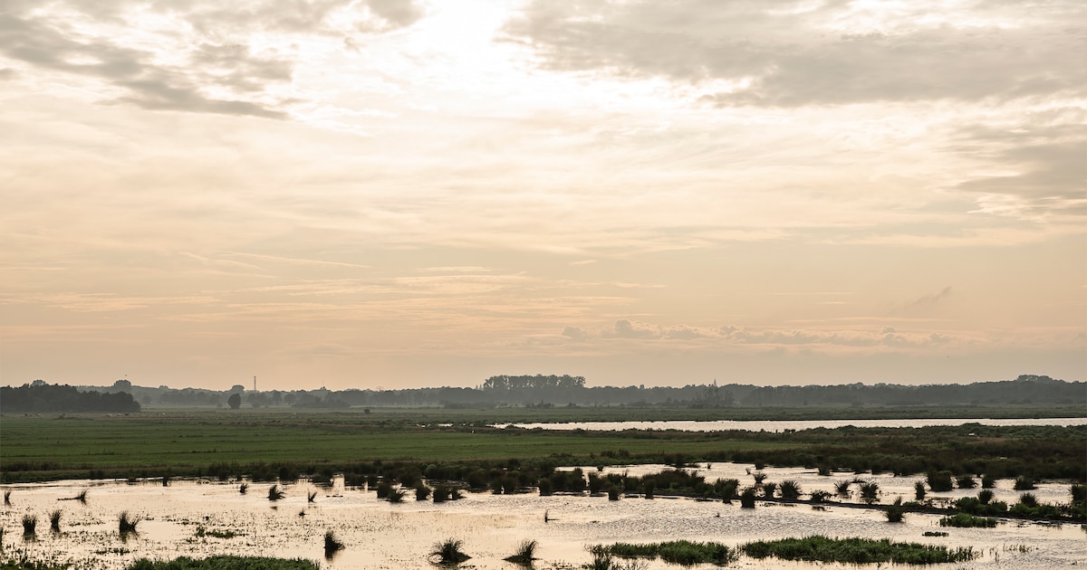 Nieuw onderzoek laat zien: meer stikstof veroorzaakt grotere verstoring van de biodiversiteit