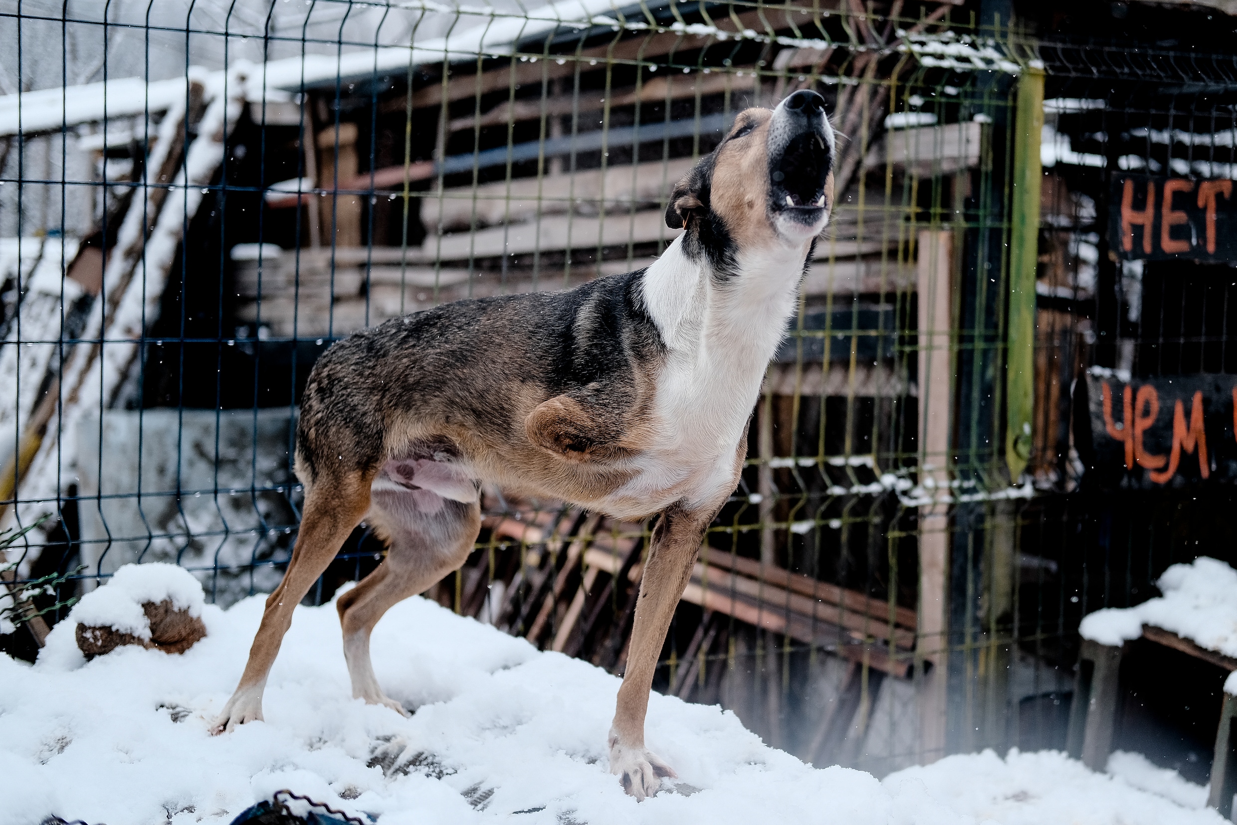 Veel honden komen verminkt aan.