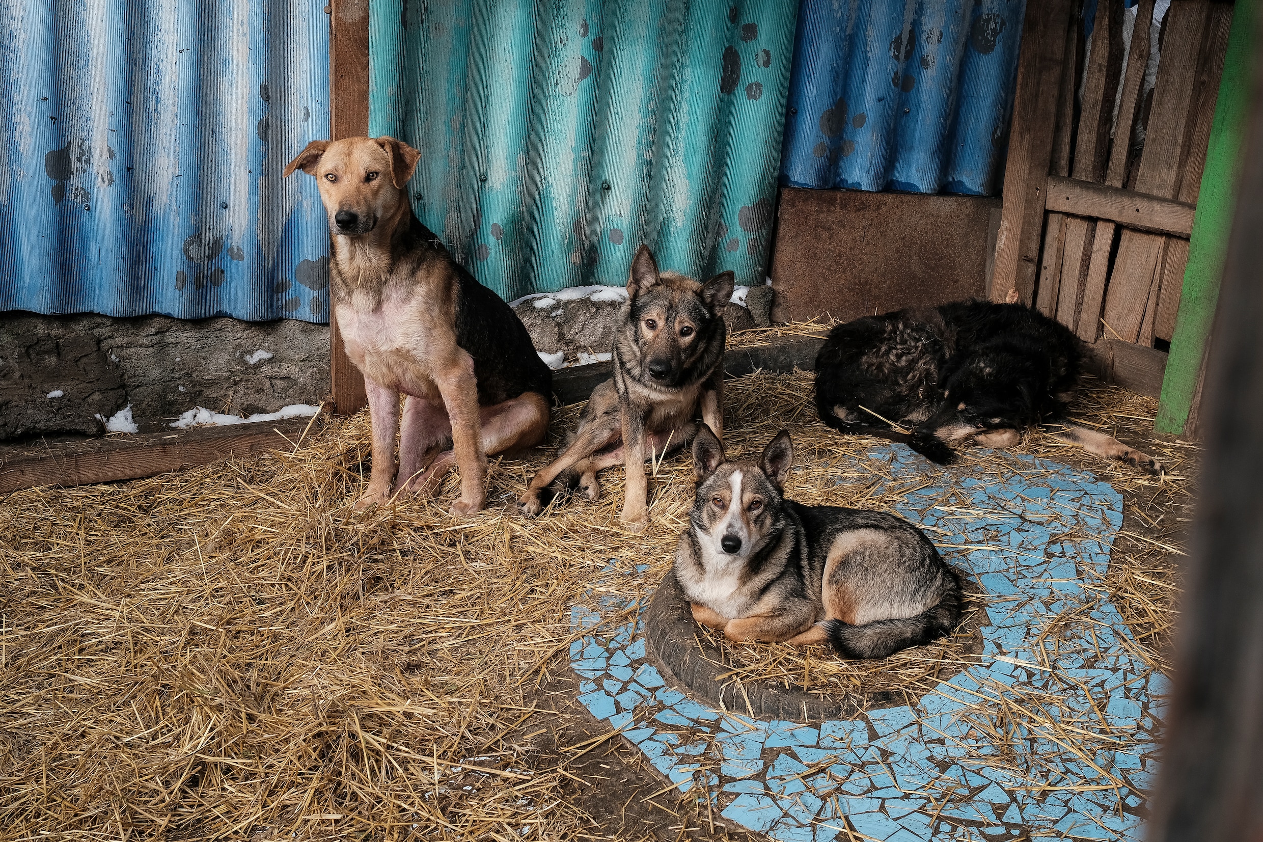 In totaal zitten er zo’n 250 fronthonden in het asiel van Shelter Friend.
