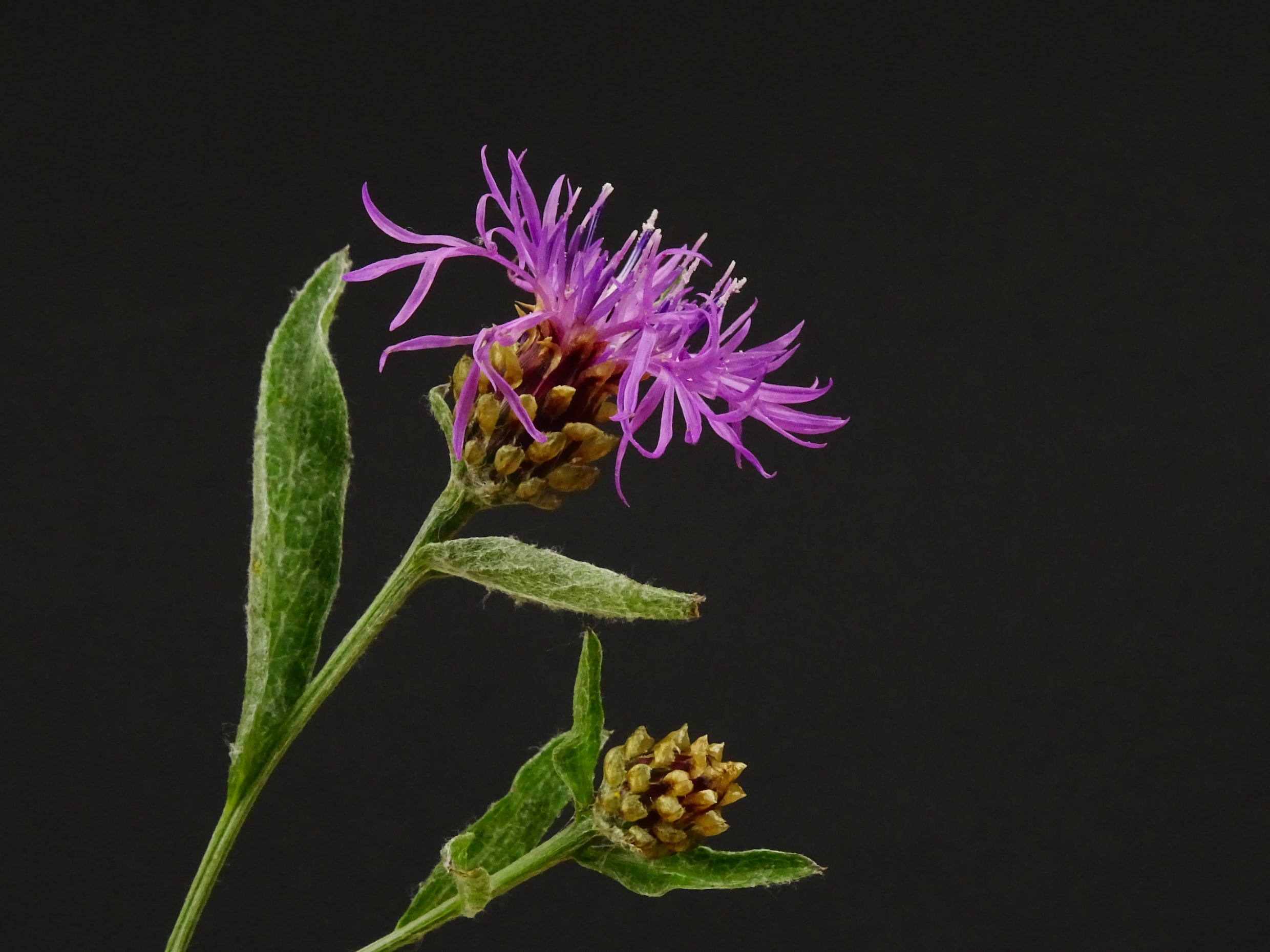 Bedreigde inheemse plantensoorten redden? Verplaats ze naar de tuin ...