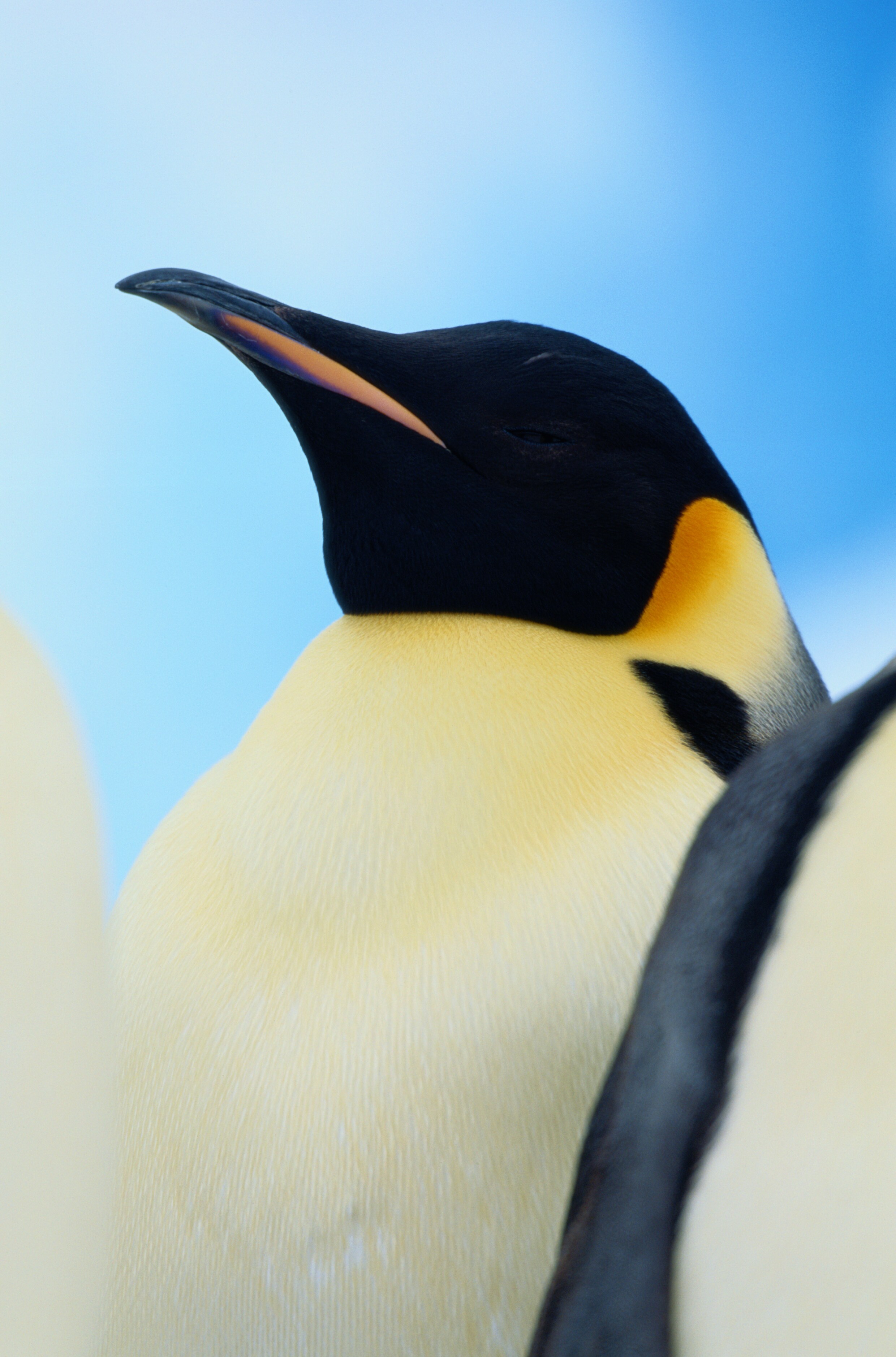 Marcel Haenen schreef een liefdesverklaring aan de (bedreigde) pinguïn ...