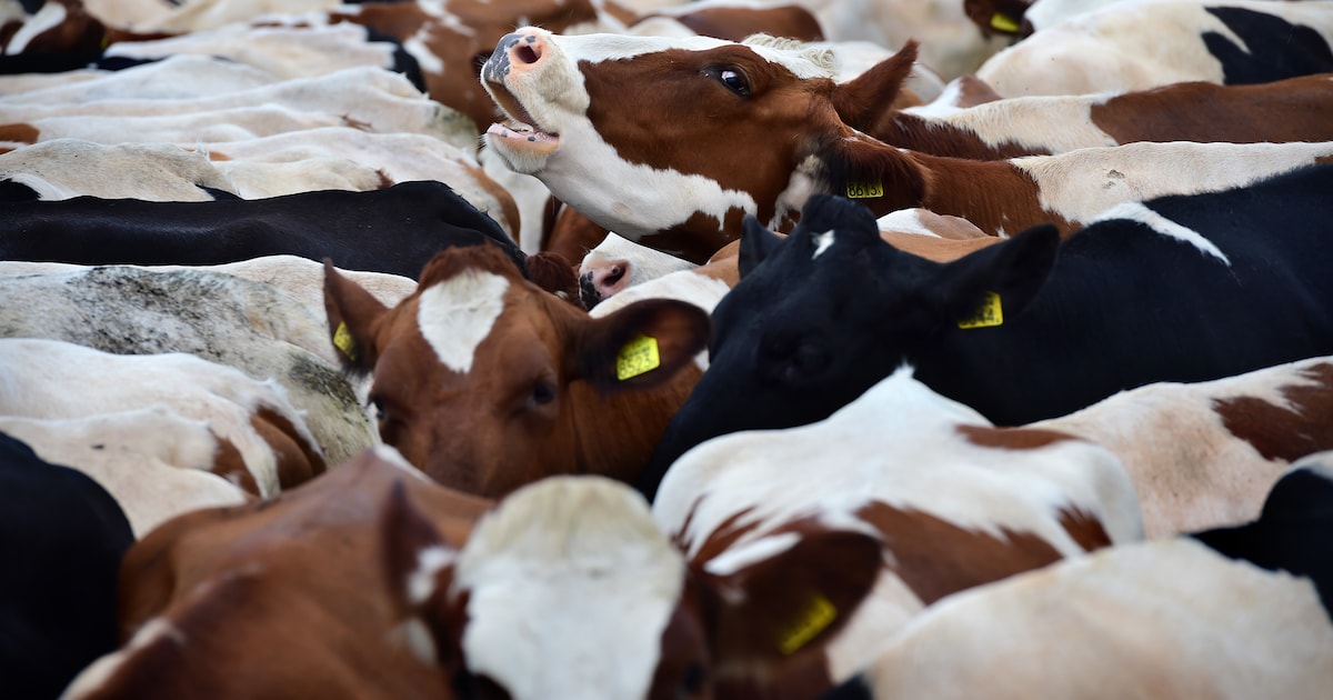 Straf ook werkgevers van medewerkers die dieren mishandelen