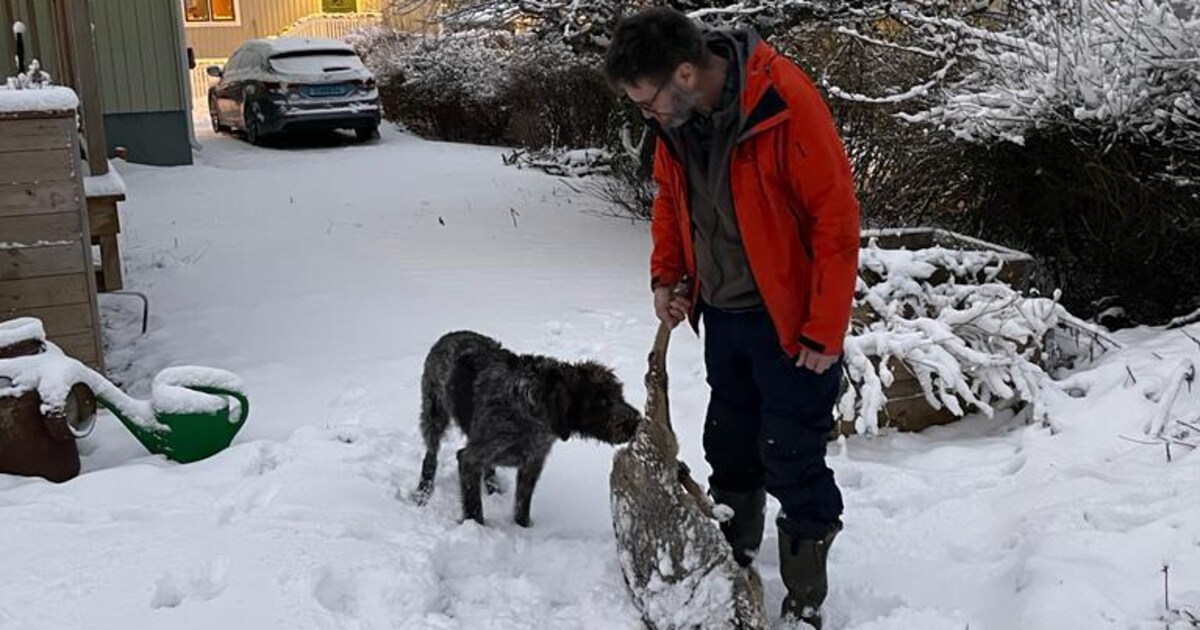 De grootste verrassing in Stockholm: de herten in mijn tuin