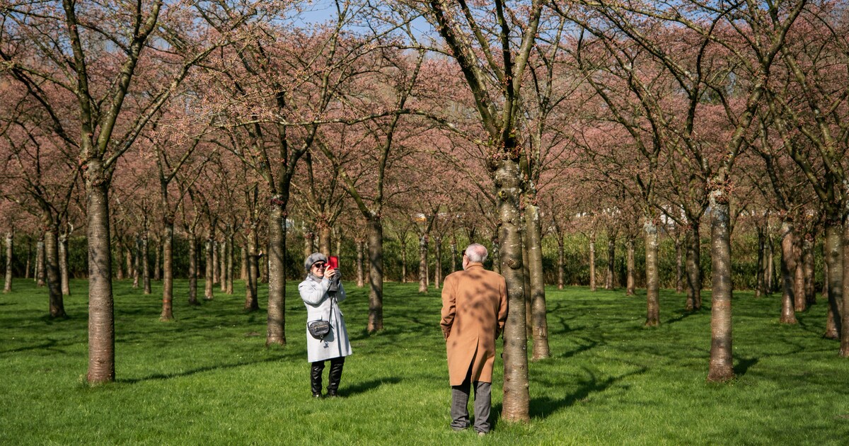 De warmste februarimaand is al het negende maandrecord op rij, de kersenbloesem komt steeds vroeger
