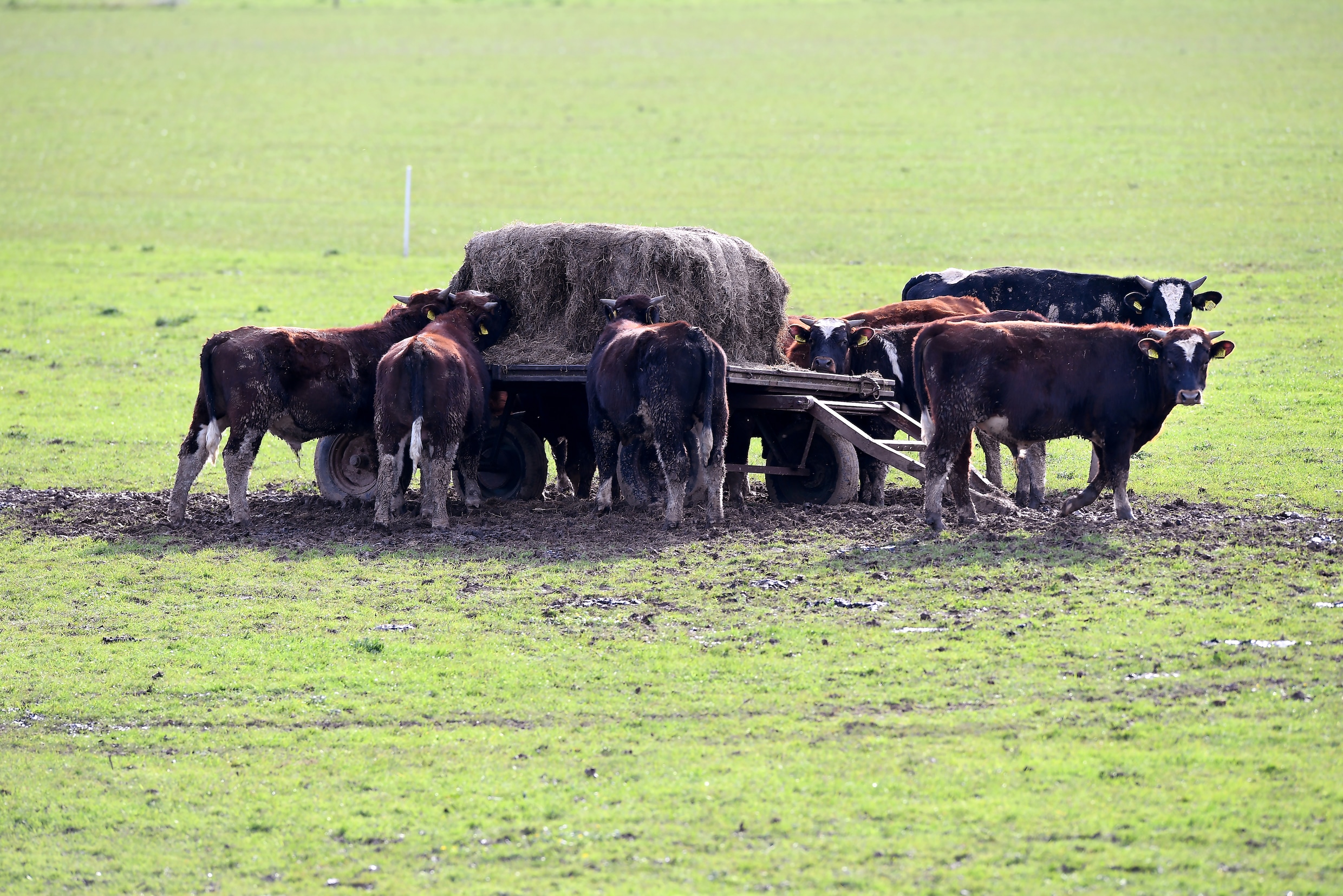 Stieren in de wei.