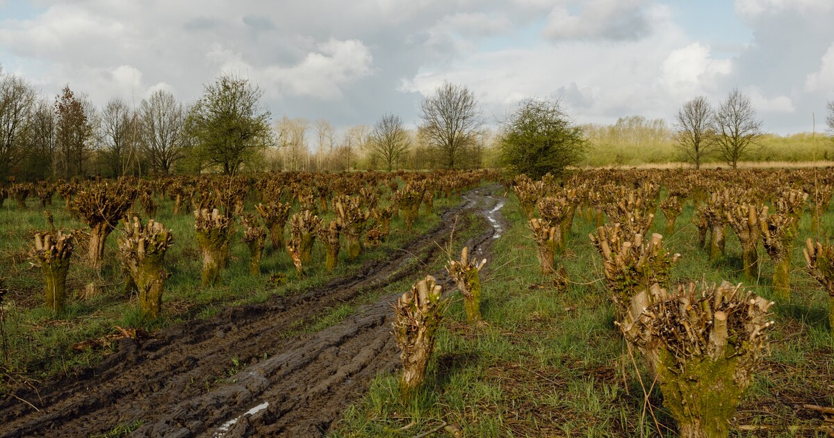 Grienden hebben de toekomst nu de wilg herontdekt wordt
