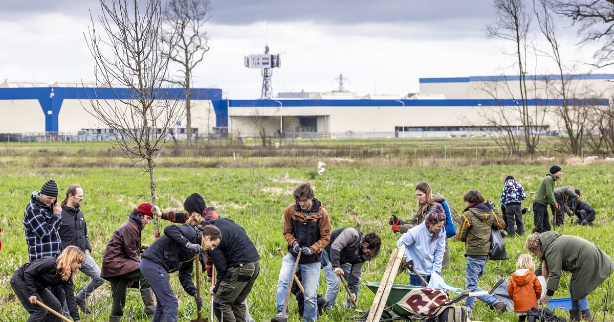 VDL Nedcar zegt verdwenen jonge bomen Sterrebos zorgvuldig te hebben verpoot