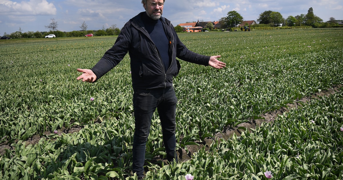 Bouwplannen Op Beschermde Grond Leiden Tot Tumult In De Bollenstreek ...