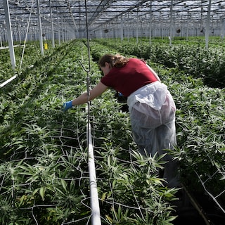 Amerikaanse tabaksfabrikant ziet handel in Nederlandse wiet,