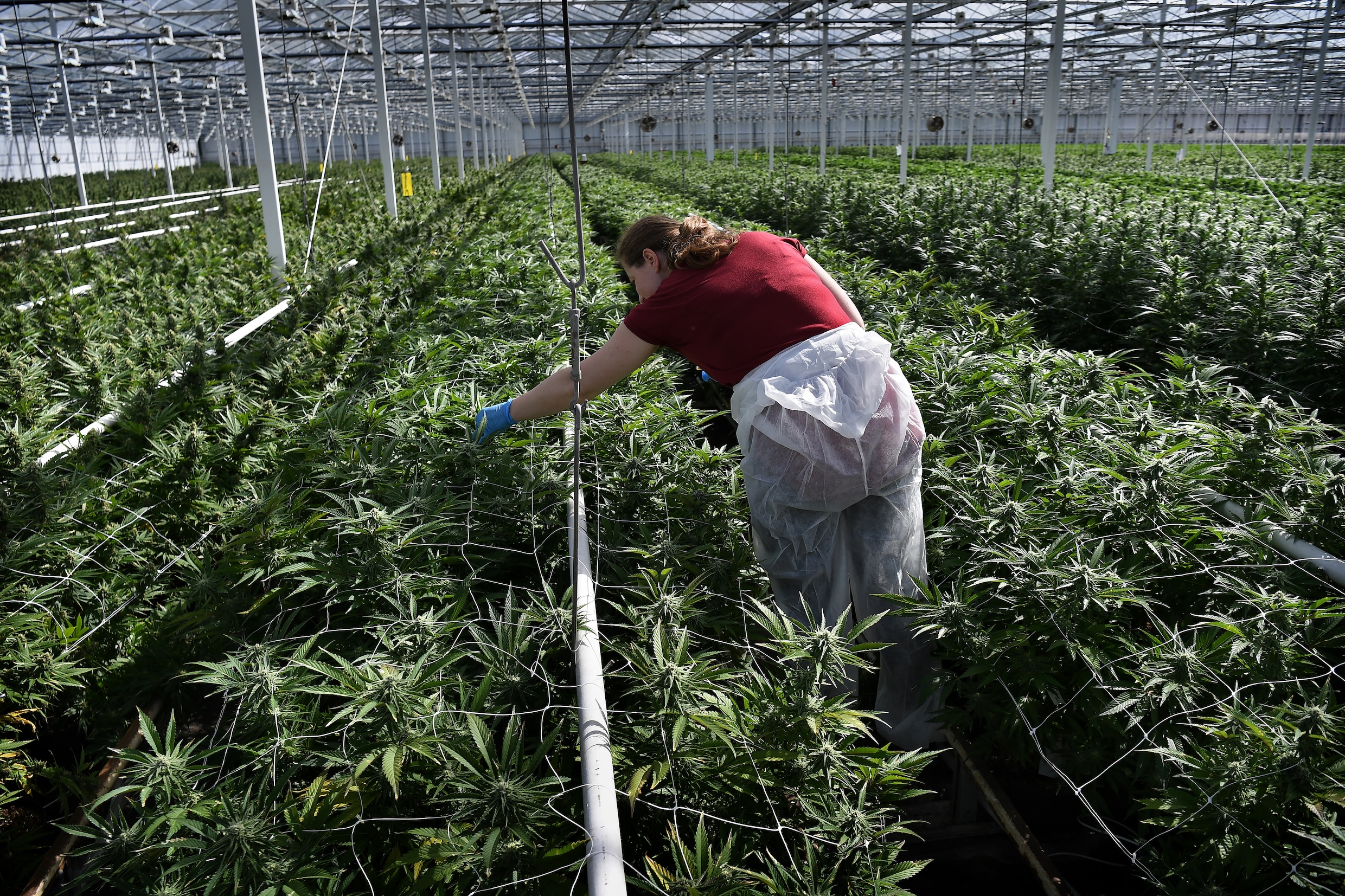 Nieuwe vertraging dreigt voor wietexperiment door tekort aan legale cannabiskwekers | de Volkskrant