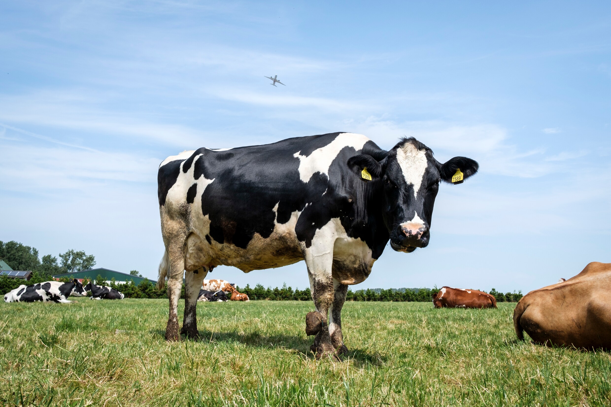 Via de urine van koeien en ander vee komt de meeste stikstof in de lucht.