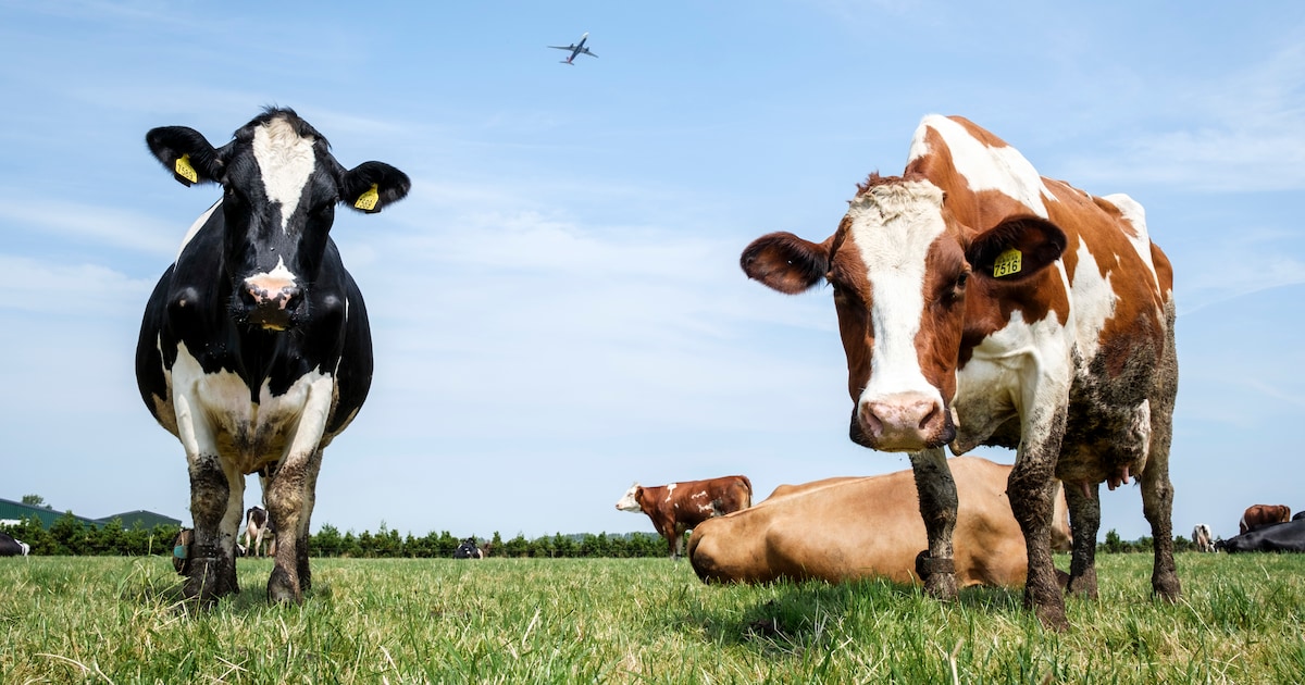 Kudde runderen doodt 67-jarige wandelaar in Limburg