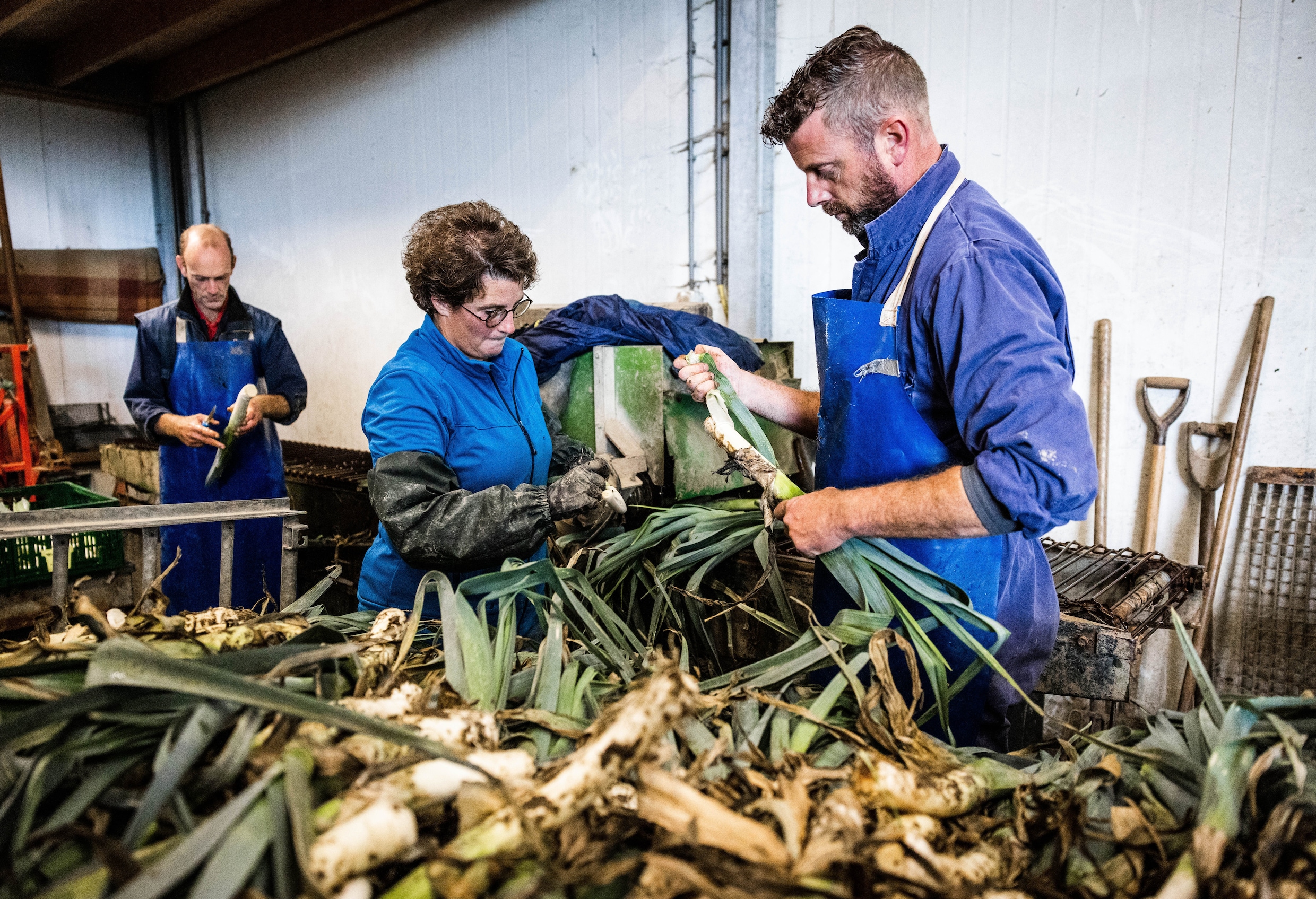 Bij een biologisch bedrijf in Strijen wordt prei gewassen en ingepakt voor distributie naar een supermarkt.