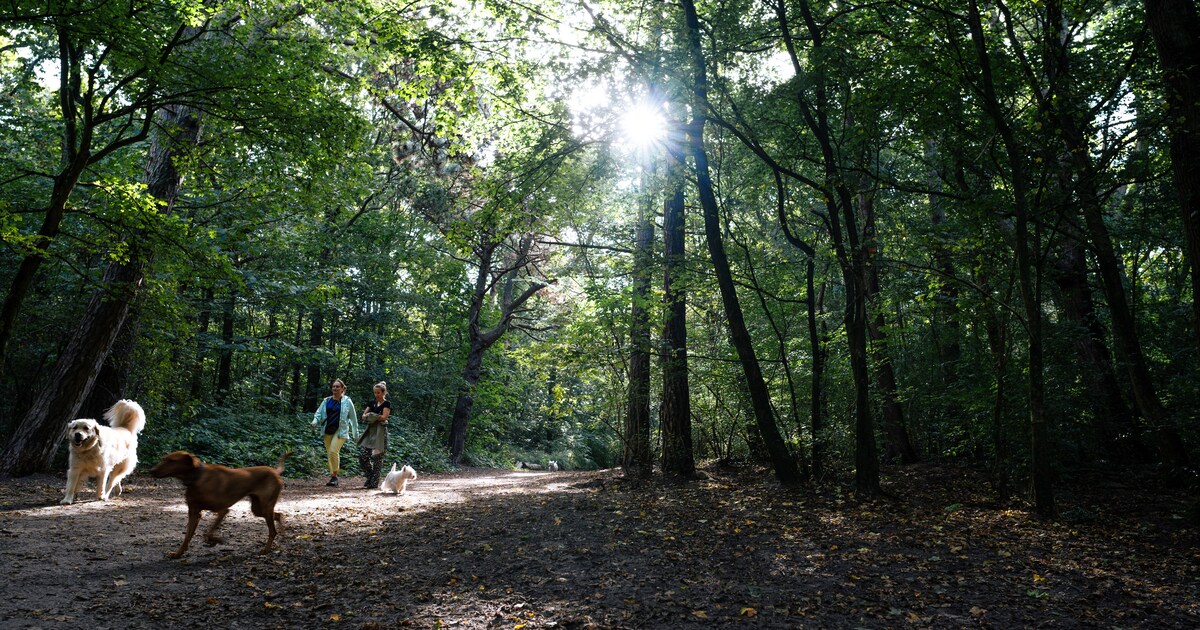 Na een nat voorjaar en een warme zomer: hoe staat de natuur ervoor?