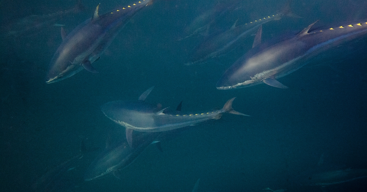 Atlantic blue wine has been found in the North Sea for a year