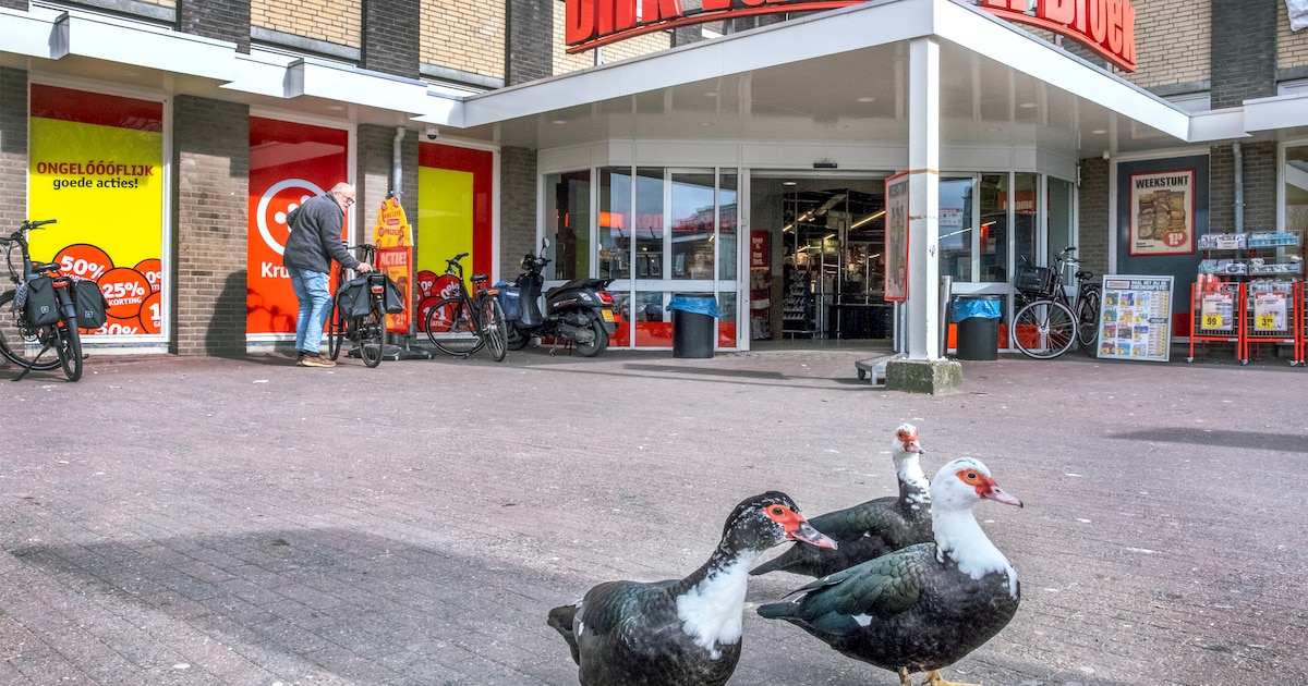 Van de helihaven in Barneveld tot de muskuseenden in Oostzaan – nieuws uit 2025 dat een staartje kre