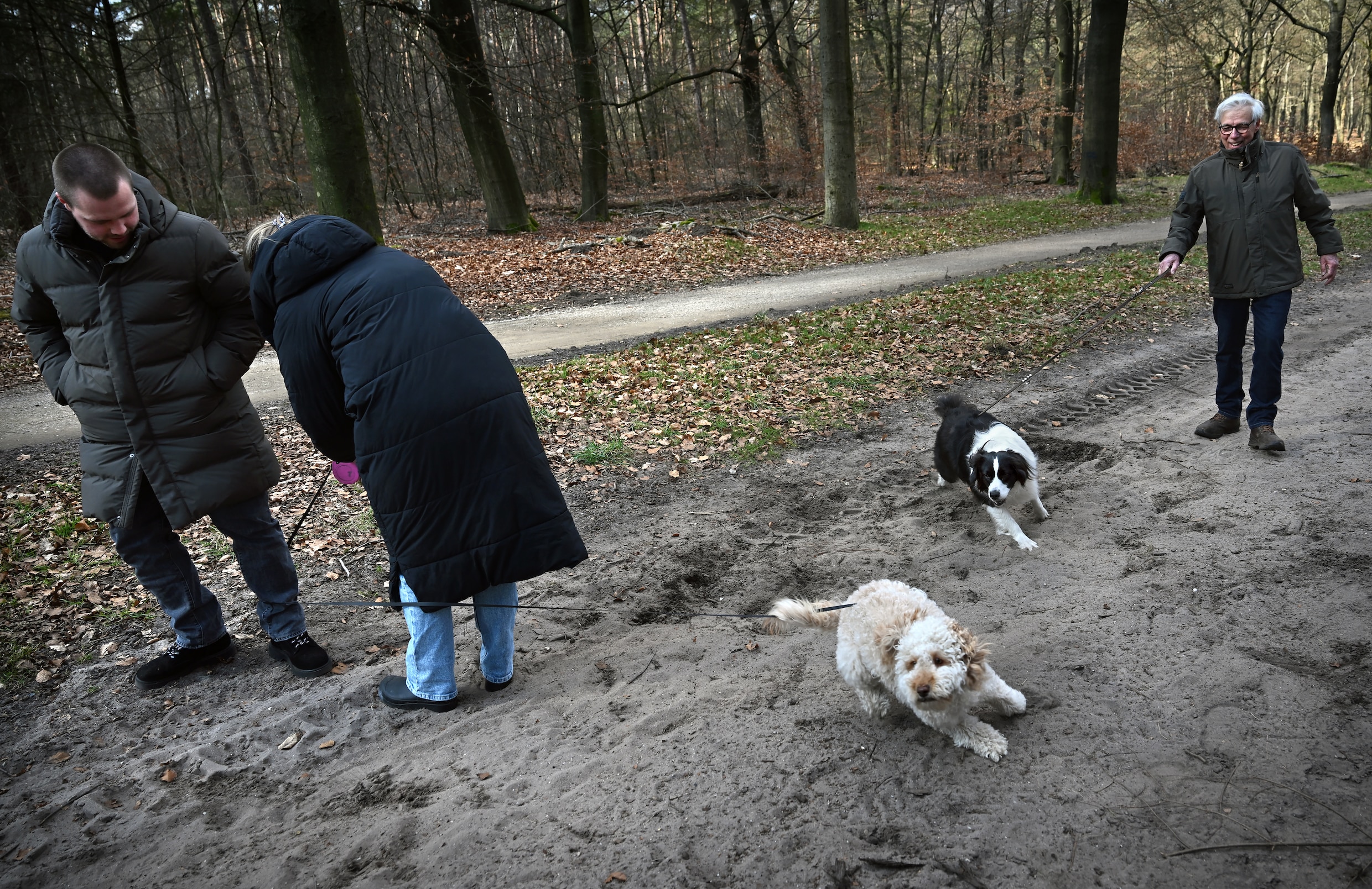 Aan de lijn vanwege de wolf? ‘Die hond moet z’n energie kwijt’ | de ...