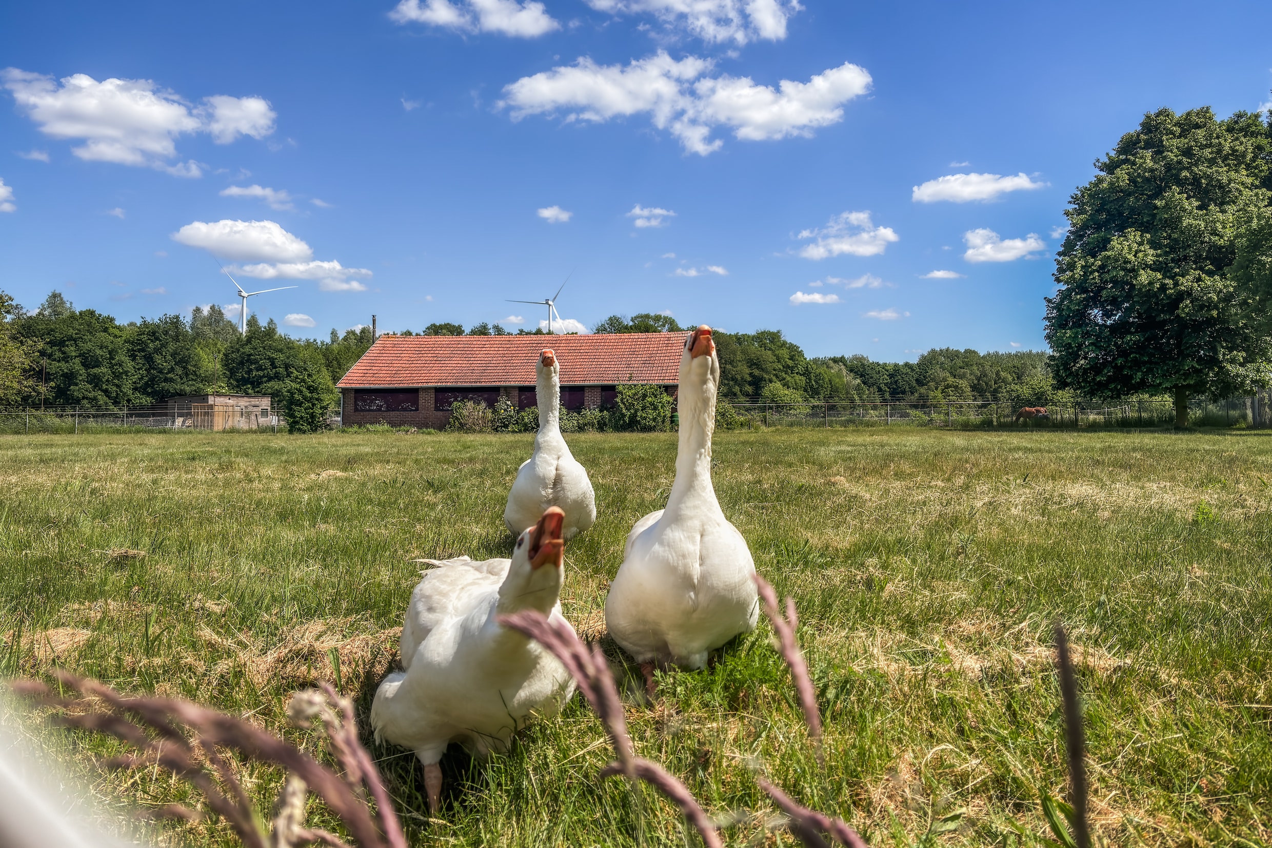 In een weiland in Nederland grazen ganzen op dor gras, veroorzaakt door aanhoudende droogte.