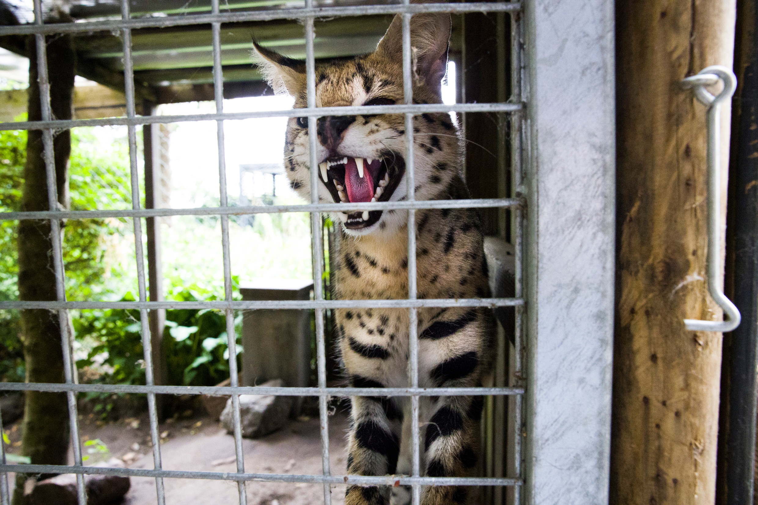 Een serval, die niet meer als huisdier gehouden kon worden in een gezin, zit nu in de dierenopvang.