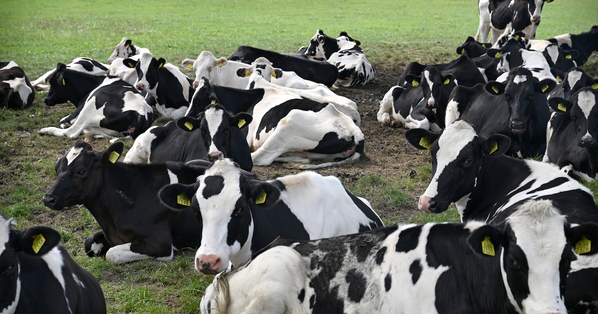 Eerste Europese koe met antistoffen vogelgriep aangetroffen in Friesland
