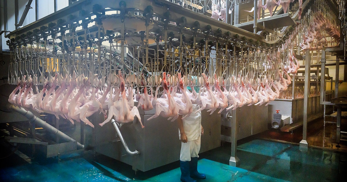 Omstreden eendenslachterij uit Ermelo probeert via rechter boetes en sluiting af te wenden