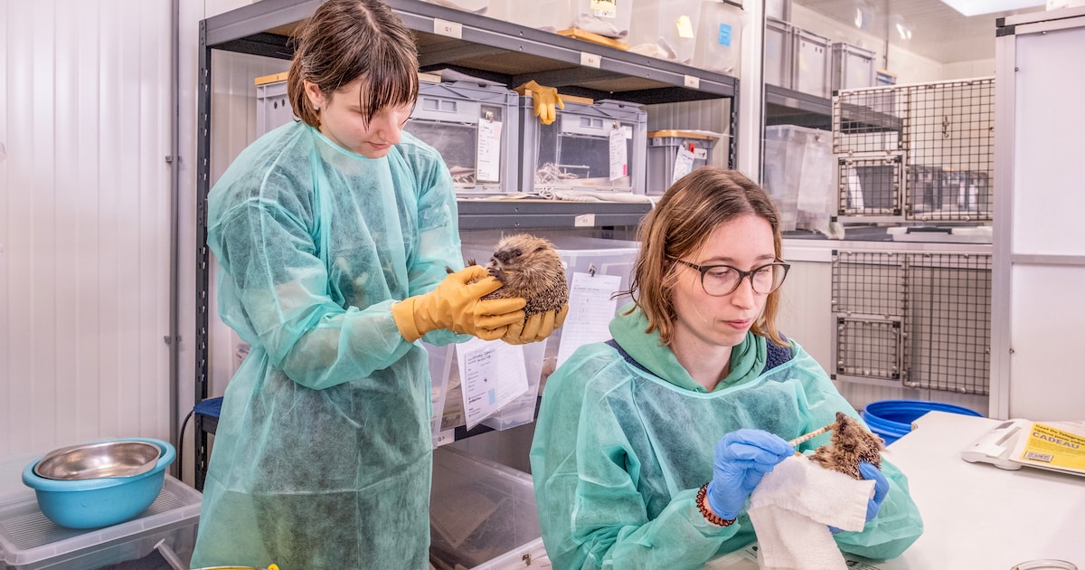 Ondervoede egeltjes mogen aansterken bij de wildopvang: ‘De eerste 24 uur zijn cruciaal’