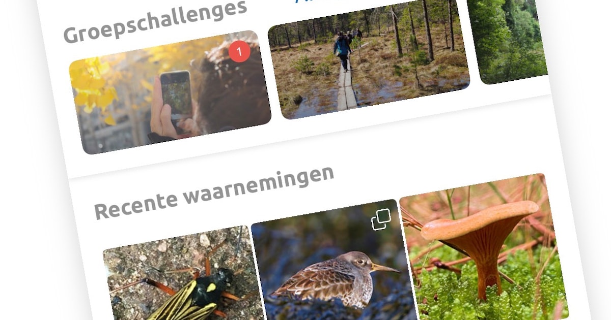 Met de app Obsidentify herken je alle wilde planten en beestjes om je ...