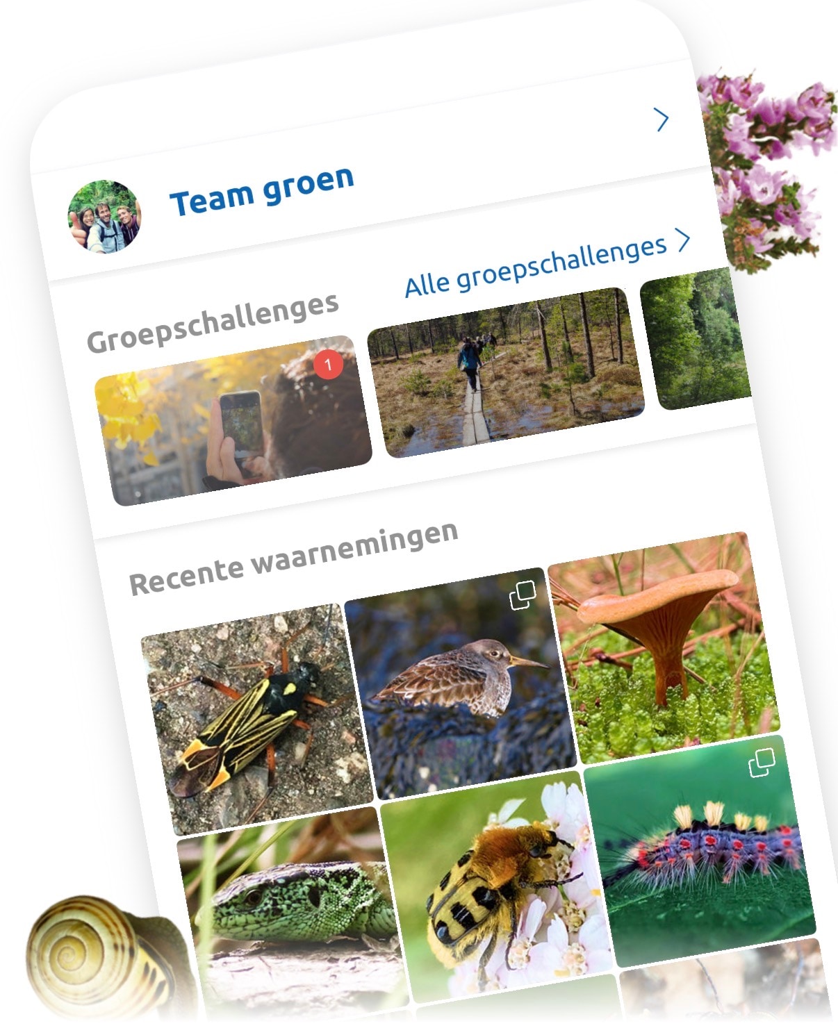 Met de app Obsidentify herken je alle wilde planten en beestjes om je heen  | de Volkskrant