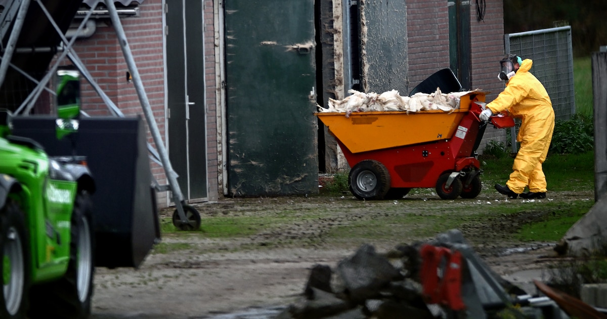 Vogelgriep grijpt hard om zich heen: dit jaar al 700 duizend dieren afgemaakt