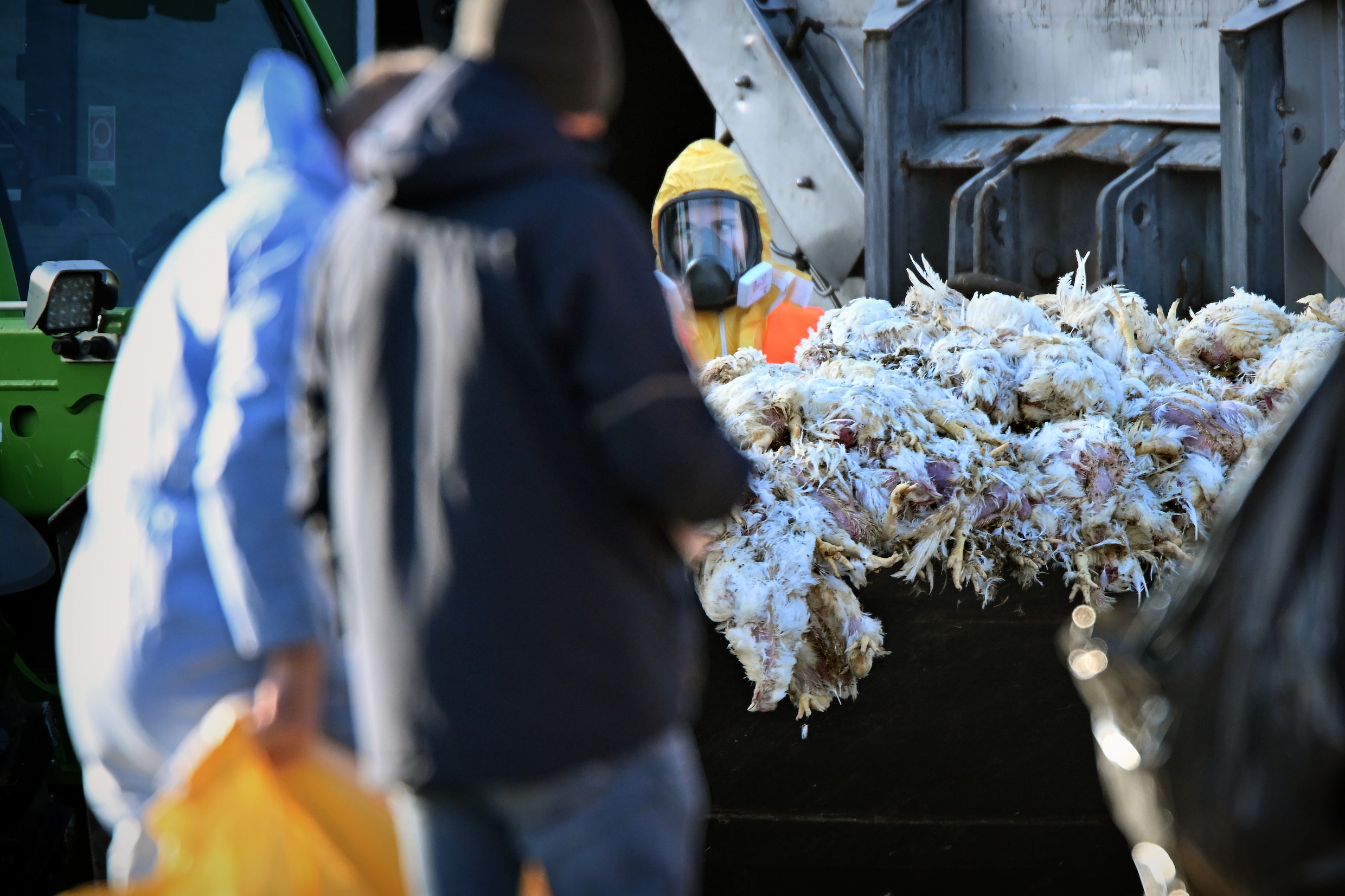 Bij een pluimveebedrijf in Limburg werden vorige week kippen geruimd vanwege een uitbraak van de vogelgriep.